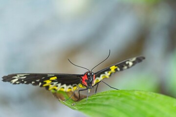 Sticker - a butterfly sitting on a leaf on the ground next to water