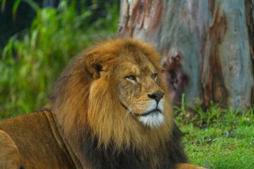 Poster - Juvenile African lion lies in the grass resting in the zoo