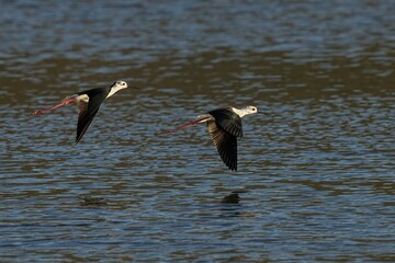 Sticker - Black-Winged Stilts in flight above a tranquil body of water