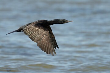 Canvas Print - Cormorant flying over lake