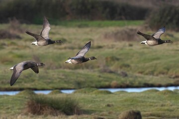 Wall Mural - Brent Goose soaring gracefully over lush green vegetation alongside a tranquil riverbank