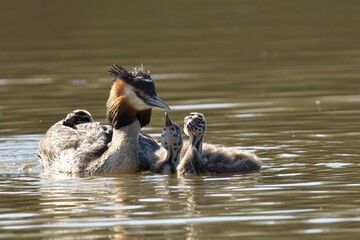 Canvas Print - Great Crested Grebe & Chicks in a tranquil body of water