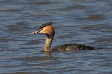 Sticker - Great Crested Grebe swimming in a body of water, with its head and neck sticking out above surface