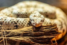 Closeup Of A Southwestern Speckled Rattlesnake Coiled In A Round Bowl Filled With A Layer Of Soil