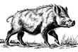 Boar or wild pig drawing ink sketch, vintage engraved style vector illustration.