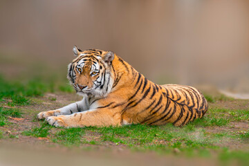 Sticker - one large striped tiger (Panthera tigris) lies relaxed and enjoys the sun