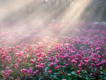 Pink Tulips Field With Sunlight Flare In Morning Fog With Cold Weather In Winter In Chiangrai, Thailand