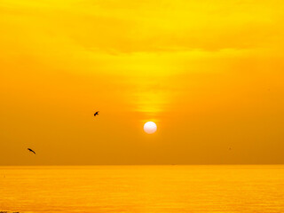 Wall Mural - Sun is rising over horizon line with sea view and colorful sky, seagull fly for foreground