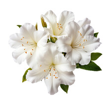 White Azalea Flowers Isolated On Transparent Backround With Clipping Path.