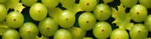 Star Gooseberry, Best Website Background, Hd Background, Background For Computers Wallpaper