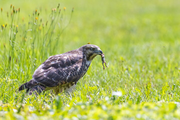 Sticker - red-shouldered hawk juvenile feeding with grasshoppers