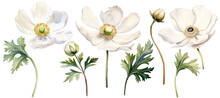 Watercolor Drawing White Poppy, Anemone. Spring Flower In Vintage Style