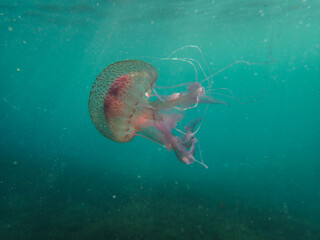 Wall Mural - jellyfish, animal, underwater, mediterranean sea, jelly, pink jellyfish, underwater animal, sea, undersea, water, swims, marine, beautiful jellyfish, medusa, aquatic, fish, colorful, exotic, medusozoa