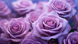 mehrere lila violet Rosen in Blütezeit. Querformat. Generative Ai.