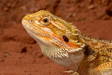 Bearded Dragon // Bartagame (Pogona Vitticeps) - Australia