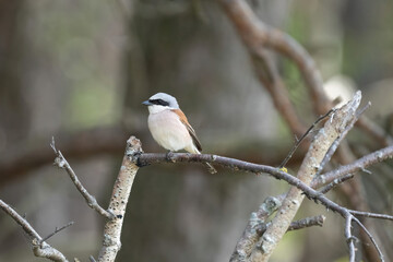 Naklejka na meble Ein Neuntöter auf einen Ast an einer Waldlichtung