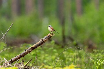 Poster - Ein Neuntöter sitzt auf einen Ast im WaLd