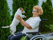 Elderly caucasian woman hugging a jack russell terrier dog while sitting in a wheelchair on a walk outdoors. 