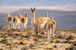 Female guanaco looking at the camera feeds her young with several guanacos and a mountain in the background in Argentine Patagonia.
