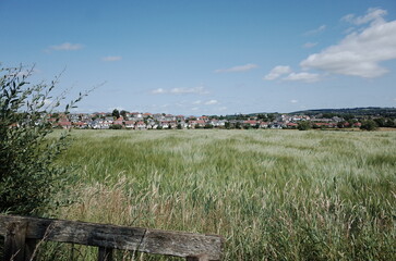 barley field in summer