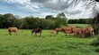 Vacas en un prado en Galicia