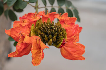 Wall Mural - flower of a African tulip tree