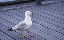 Sea Gulls Walk On The Street In Vancouver BC. Standing Sea Gull On Wooden Pier.
