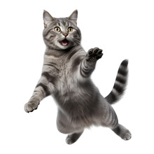Grey Cat Fun Isolated On Transparent Background Cutout
