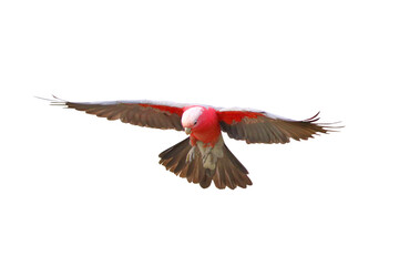 Beautiful Galah Cockatoo flying isolated on transparent background png file