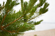 A young green pine cone on a pine branch. Selective focus
