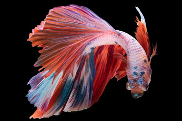 Wall Mural - Beauty and charm of the multi-color Siamese fighting fish making it a truly mesmerizing.