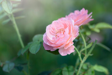 Wall Mural - Close up beautiful pink rose in garden