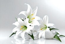 Easter Lily Flowers On White Background 3d Rendering