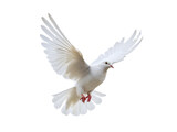 Beautiful white dove flying, freedom concept isolated on white background
