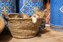 A Young Cat Sleeping Under The Sun On A Straw Basket With Colorful Jars In Background. Street Scene Inside The Essaouira Medina.