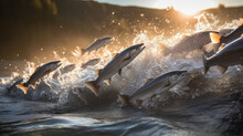 A Herd Of Salmon Leaped From The Swift River Its Silver Scales Glistened In The Sunlight