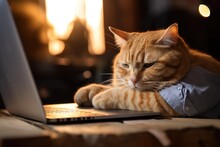 A Ginger Cat Peacefully Resting On A Mans Hands As He Types On His Laptop While Working Remotely From Home.