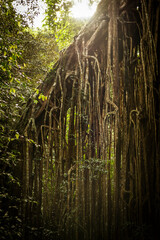 Sticker - Giant Curtain Fig Tree growing in the rainforest