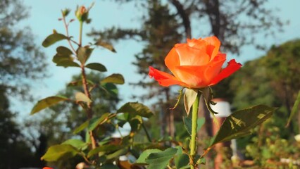 Aufkleber - Red rose in garden in summer.