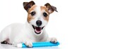 Fototapeta Zwierzęta - A smart Jack Russell Terrier dog is holding a blue toothbrush in its mouth on a white background.