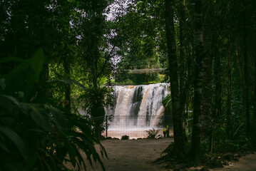 Wall Mural - Mena Falls waterfall in the rainforest