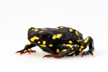 Poster - Bumblebee toad // Hummelkröte (Melanophryniscus stelzneri)