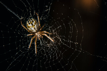 spider on the web