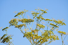 Closeup Of Green Poison Hemlock Seeds With Blue Sky On Background