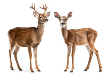 Male And Female Deer On Isolated Background