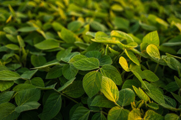 Wall Mural - Close up soy bean leaves on a soybean farm plantation. Growing of soy plant on a field. Concept of ecology, monoculture, conservation, deforestation, agriculture.