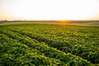 Rural landscape with fresh green soybean field. Soy bean, soya, soybeans, agriculture, plantation, plant.
