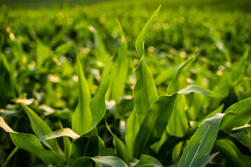 Wall Mural - Maize leaves.The agricultural land. Cultivated fields. Young green corn growing on the field at sunset. Corn grown in farmland, cornfield.