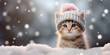 Cute little kitten in winter hat on snow background with copy space