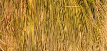 Rows Of Dry Yellow Grass Background